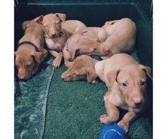 pharaoh hound puppies for sale - 2