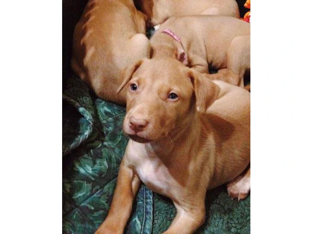 pharaoh hound puppies for sale - 3/3