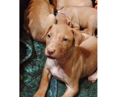 pharaoh hound puppies for sale - 3