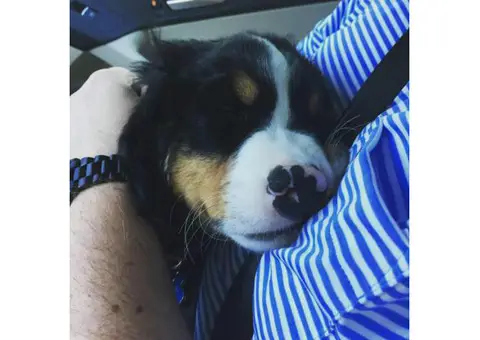 bernese mountain dog texas
