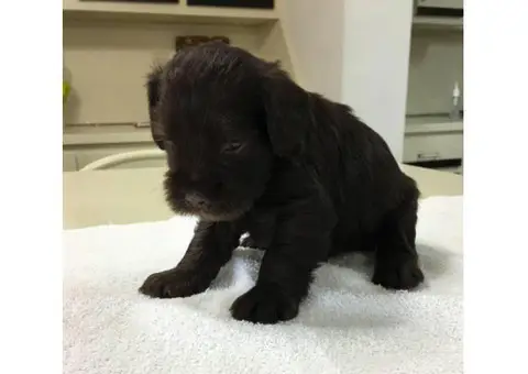black miniature schnauzer puppies for sale