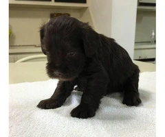 black miniature schnauzer puppies for sale