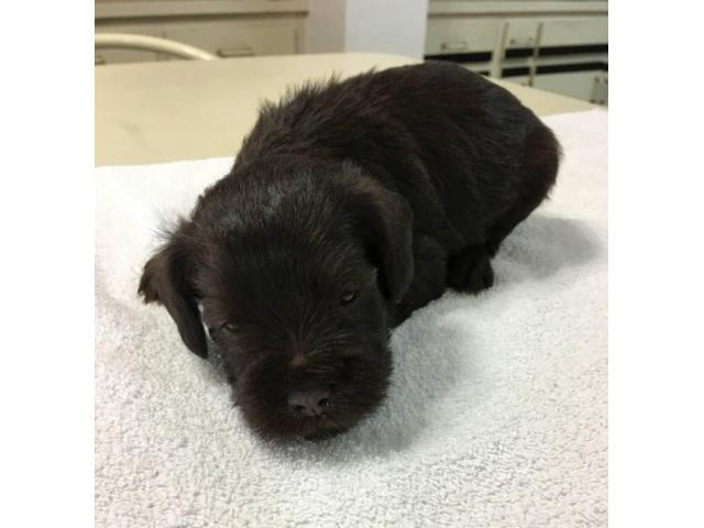 26 HQ Photos Black Schnauzer Puppy Near Me - Schnauzer, Miniature puppy for sale near San Diego ...