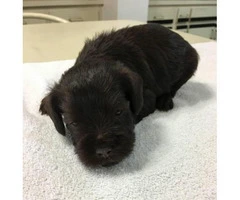 black miniature schnauzer puppies for sale - 2