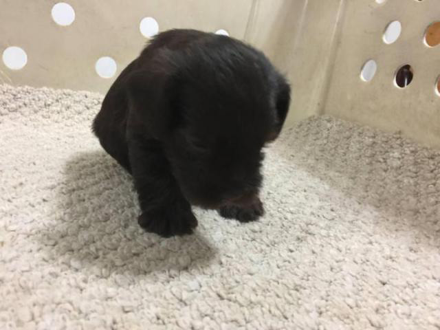 black miniature schnauzer puppies for sale in Blue River, Oregon