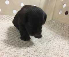 black miniature schnauzer puppies for sale - 3
