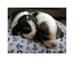 Miniature Beagle Puppies for Sale in Kentucky