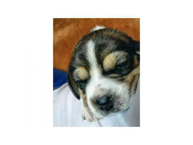 77+ Miniature Beagle Puppies For Sale Near Me - l2sanpiero