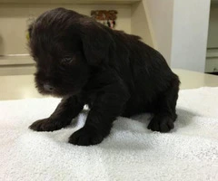 black miniature schnauzer puppies for sale - 4