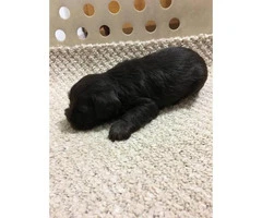 black miniature schnauzer puppies for sale - 5