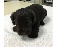 black miniature schnauzer puppies for sale - 6