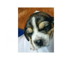 Miniature Beagle Puppies for Sale in Kentucky - 2