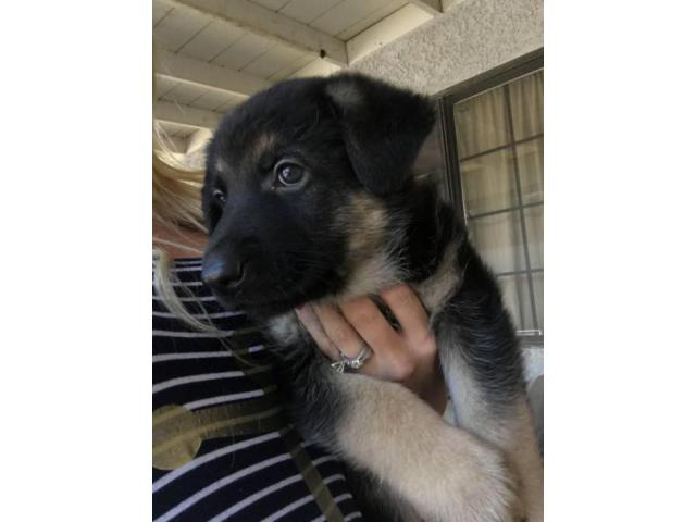 German shepherd puppies for sale in Andersonville, Georgia ...