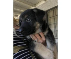 German shepherd puppies for sale - 6