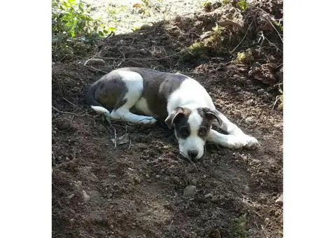 mutt puppies for sale