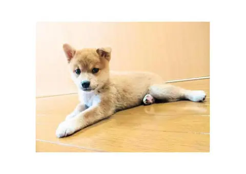Shiba Inu Puppies for Sale Near Los Angeles