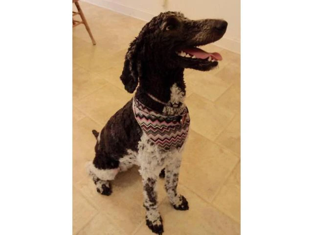 Standard poodle puppies for sale - 1/3