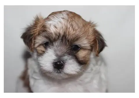 Maltese shitzu puppies for sale