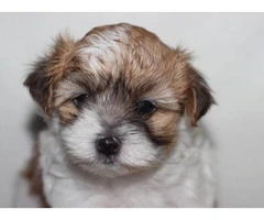 Maltese shitzu puppies for sale