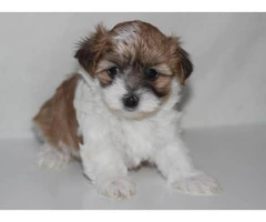 Maltese shitzu puppies for sale - 3