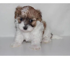 Maltese shitzu puppies for sale - 5