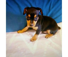 Miniature pinscher puppies for sale in pa