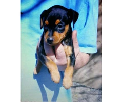 Miniature pinscher puppies for sale in pa - 2