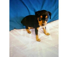 Miniature pinscher puppies for sale in pa - 3