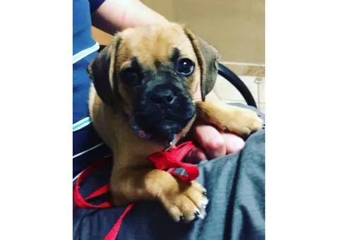 Puggle puppies for sale in pa