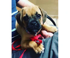 Puggle puppies for sale in pa
