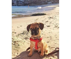 Puggle puppies for sale in pa