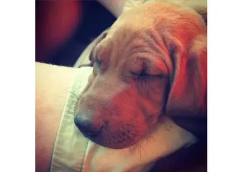 Redbone coonhound for sale