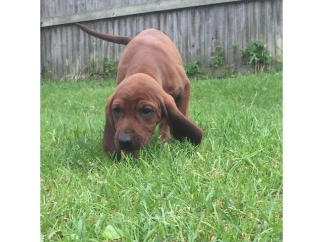 Redbone coonhound for sale - 3/5
