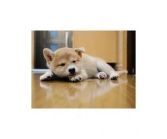 Shiba Inu Puppies for Sale Near Los Angeles - 3