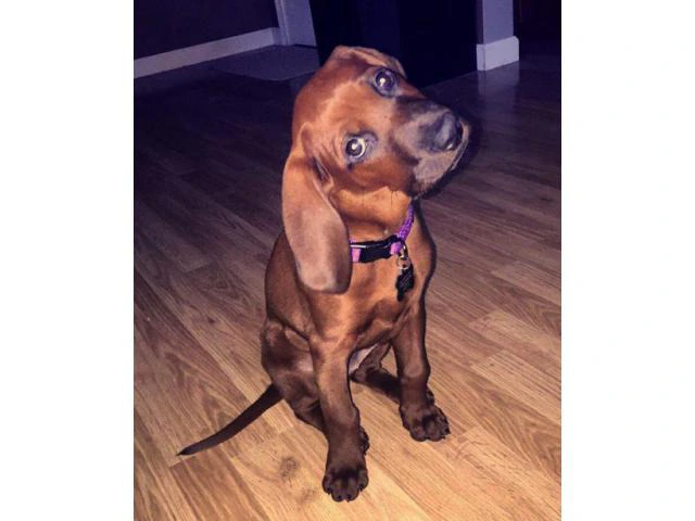 Redbone coonhound for sale - 4/5