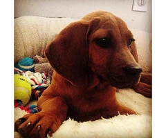 Redbone coonhound for sale - 5