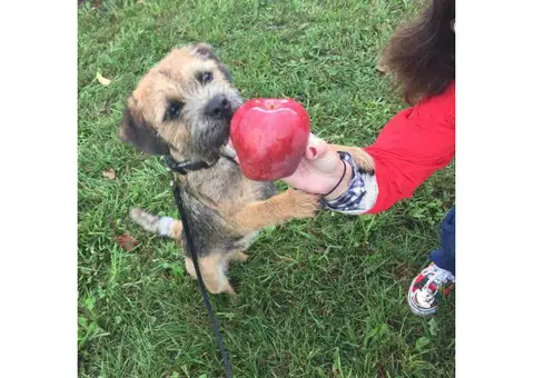 Border terrier mix puppies for sale