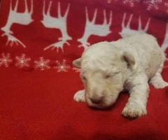 Schnoodle for sale - 4