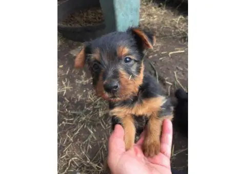 10 weeks old Australian Terriers puppies
