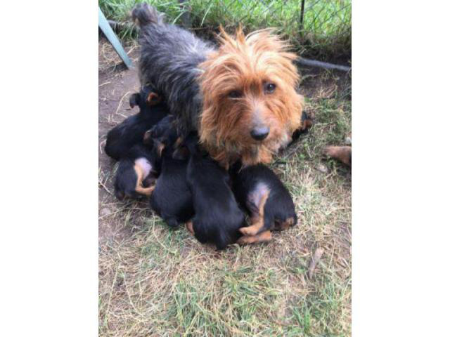 10 weeks old Australian Terriers puppies in Afton, Iowa ...