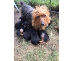 10 weeks old Australian Terriers puppies - 2