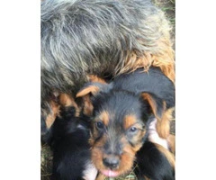 10 weeks old Australian Terriers puppies - 4