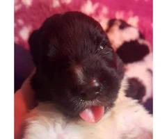 Newfoundland dog puppies for sale - 4