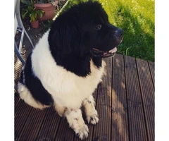 Newfoundland dog puppies for sale - 5