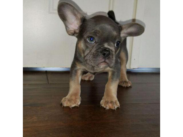 30 Best Pictures French Bulldog Puppies Near Me / Males & Females French bulldog puppies in Chicago ...