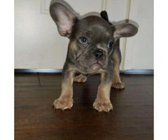 12 weeks old French Bulldogs puppies