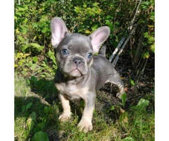 12 weeks old French Bulldogs puppies - 2
