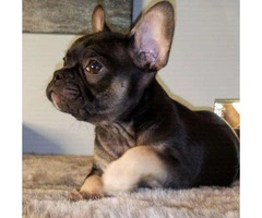 12 weeks old French Bulldogs puppies - 3