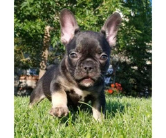 12 weeks old French Bulldogs puppies - 4