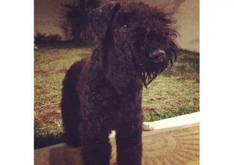 7 months old Kerry Blue Terrier for Sale